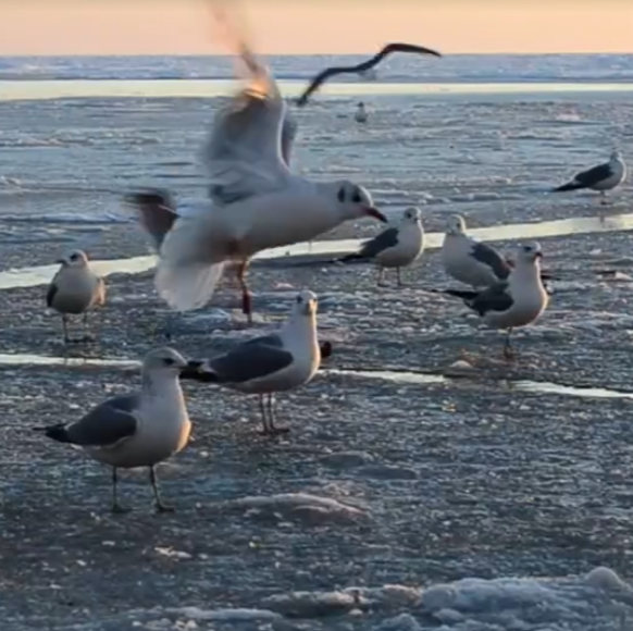 日出東方 福聚龍江